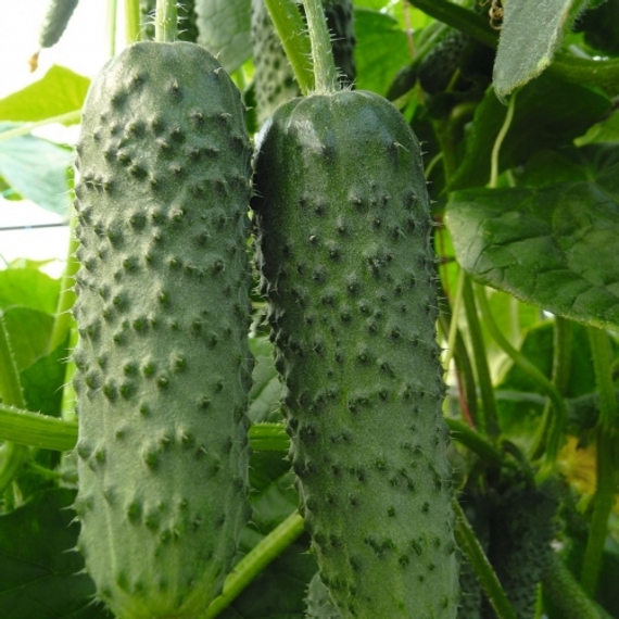 Амур F1 семена огурца партенокарпического (Bejo /ALEXAGRO) упаковка 10 шт. – фото 2