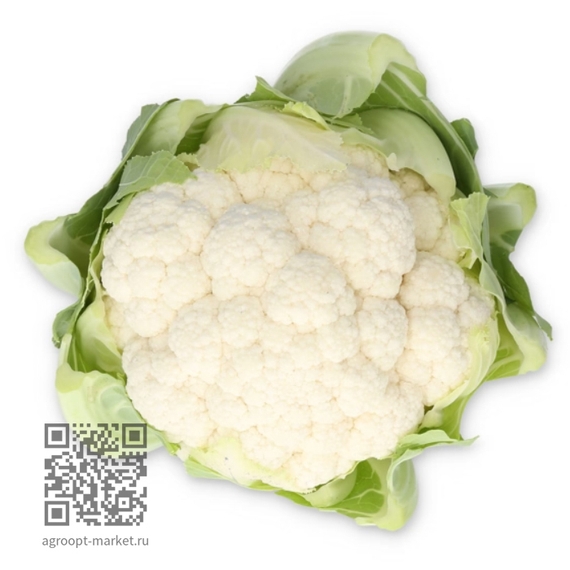 Леонел_F1_семена_капусты_цветной_Rijk_Zwaan_оптом – фото 1