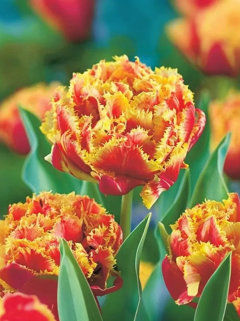 Тюльпан Махрово-бахромчатый Голд Даст