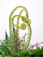 Искусственные растения для декора