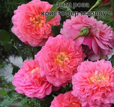 КРИСТОФЕР МАРЛОУ