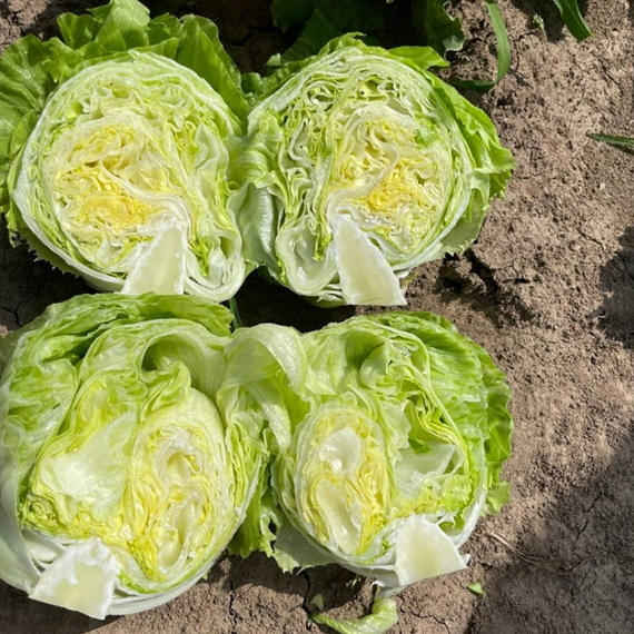 Диамантинас семена салата айсберг (Rijk Zwaan /ALEXAGRO) культура – фото 8