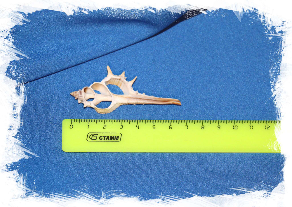 Срез ракушки для кулона купить