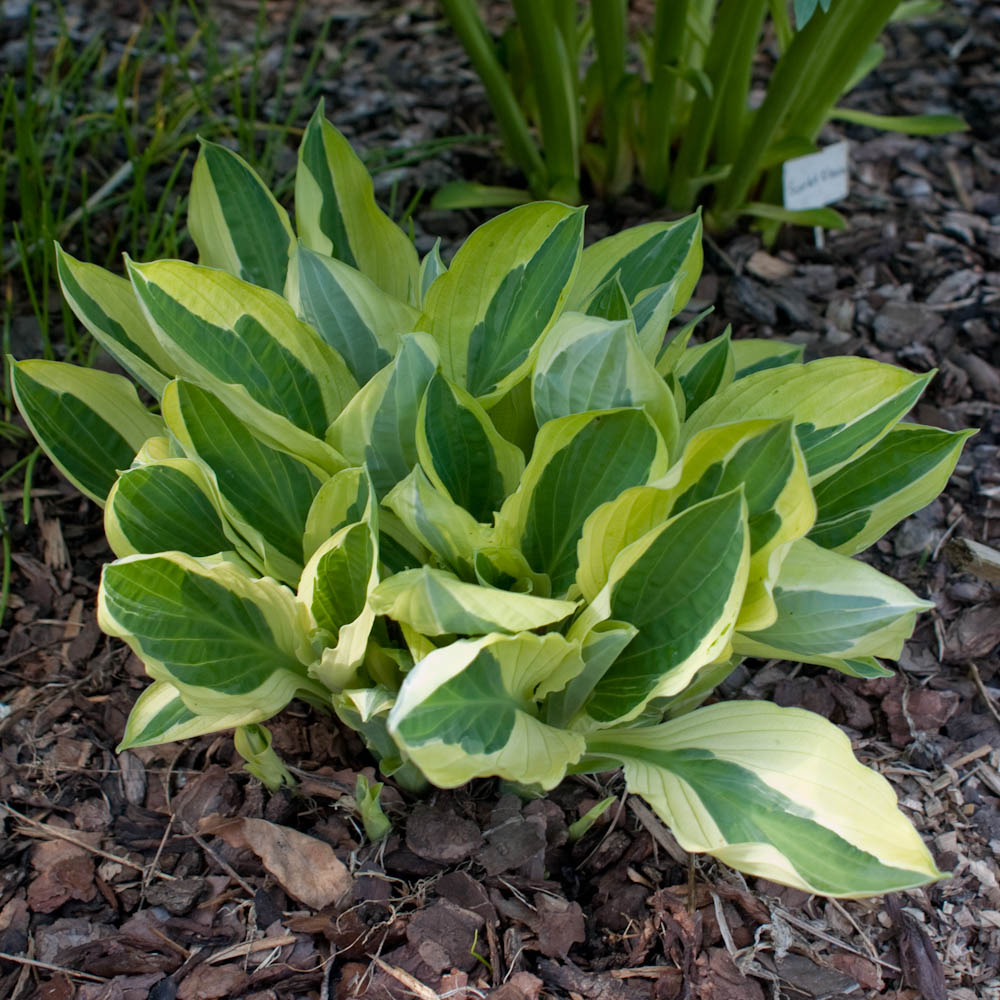 Хоста Еллоу Полка Дот Бикини