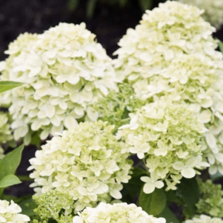 Литл Пешн «Little Passion» С3