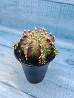 Gymnocalycium T-Rex Pink hybride (Гимнокалициум T-rex)