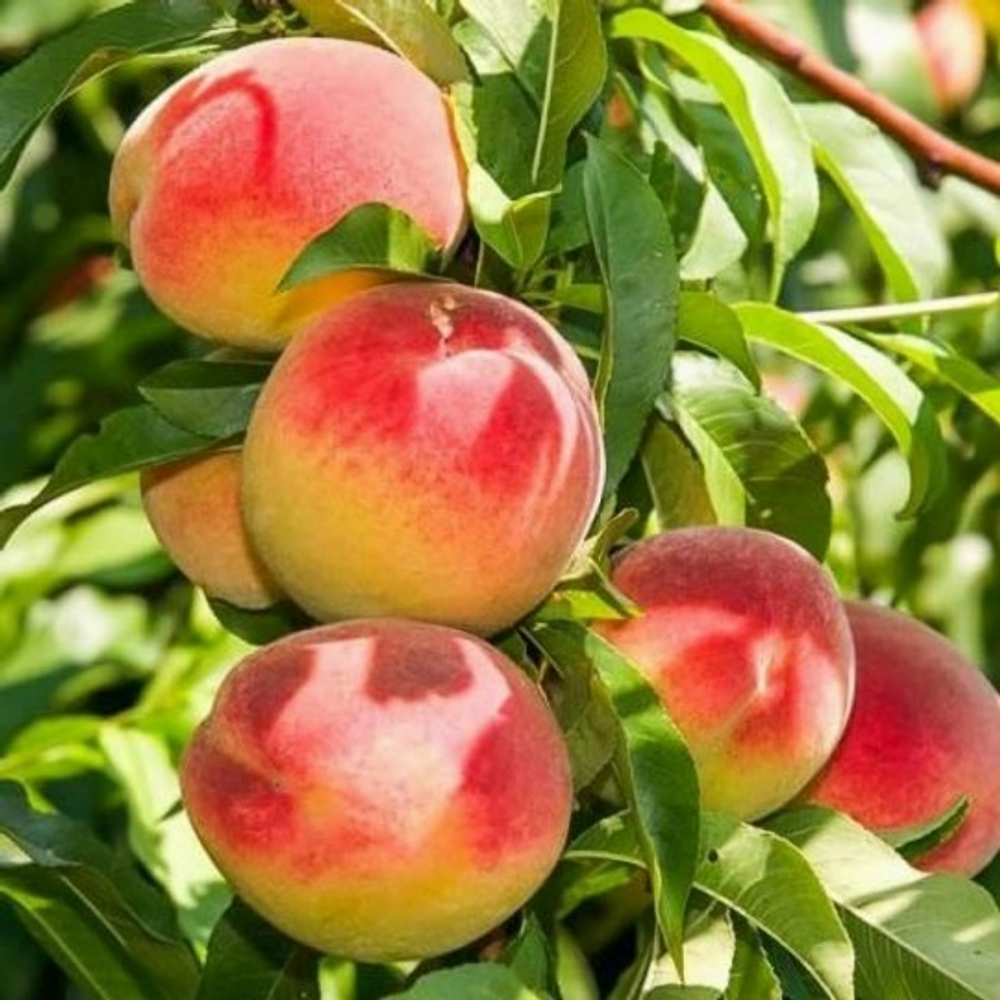 Персик Золотая Москва