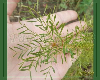 Карагана Лорберга