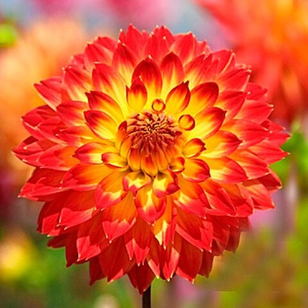 Георгина Процион декоративная