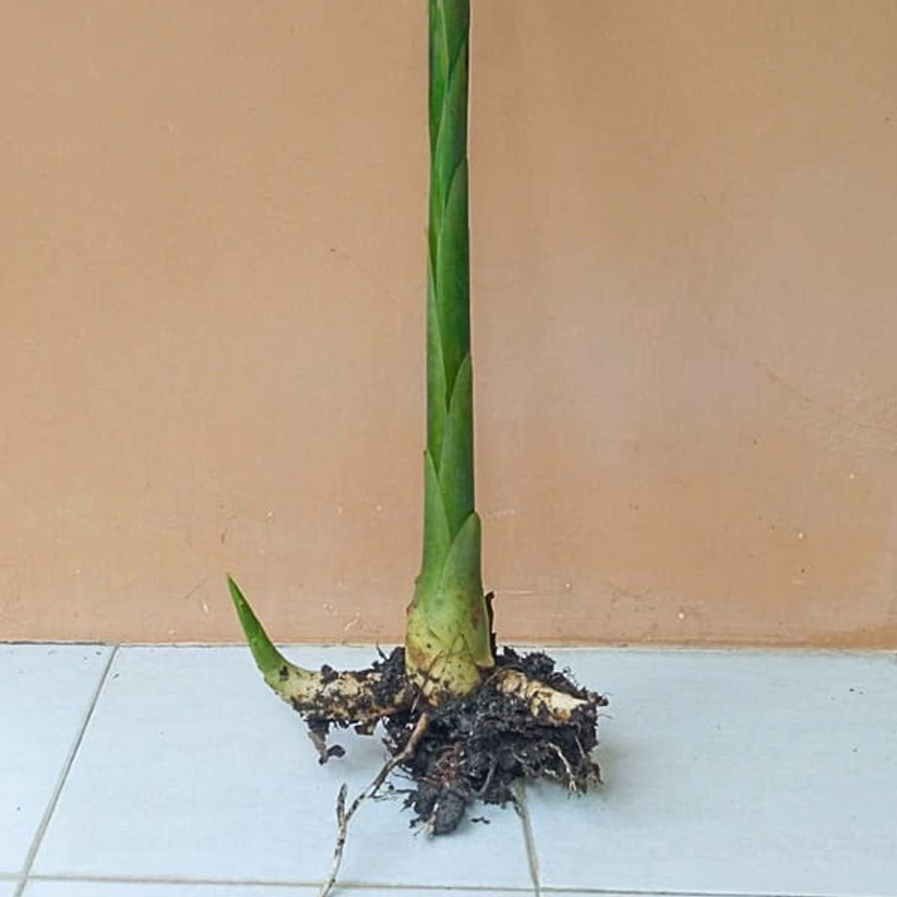 Геликония BIHAI BIG BUD RED