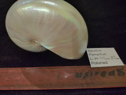 Наутилус Помпилиус "90-130мм" полирован