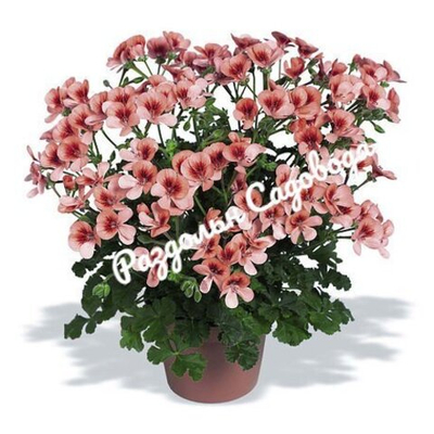 Пеларгония виолоцветковая