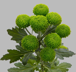 Deligreen (NL)