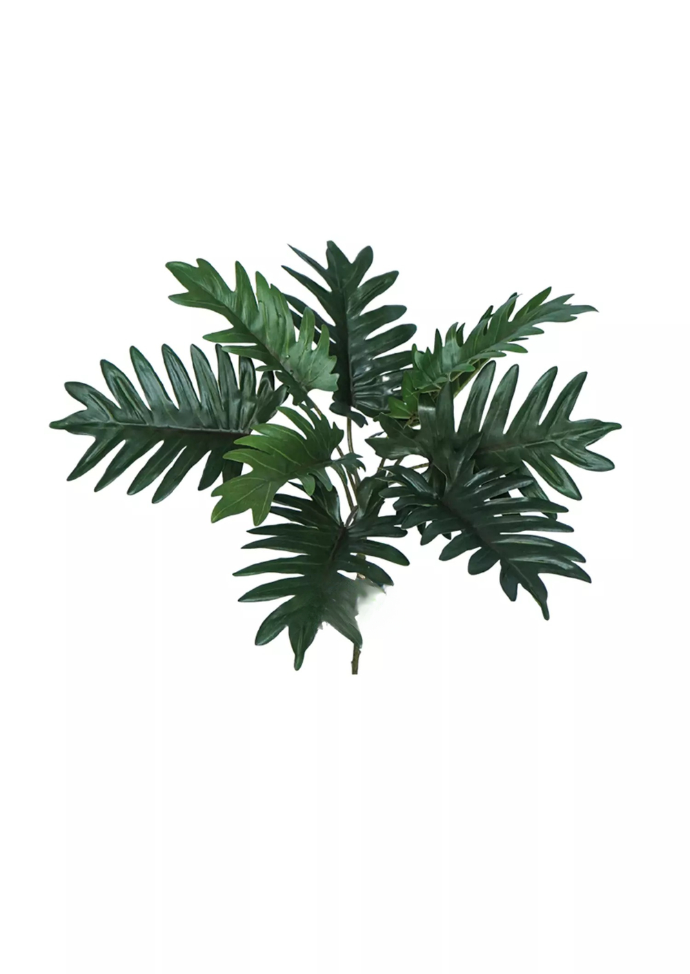 Куст филодендрона Ксанаду