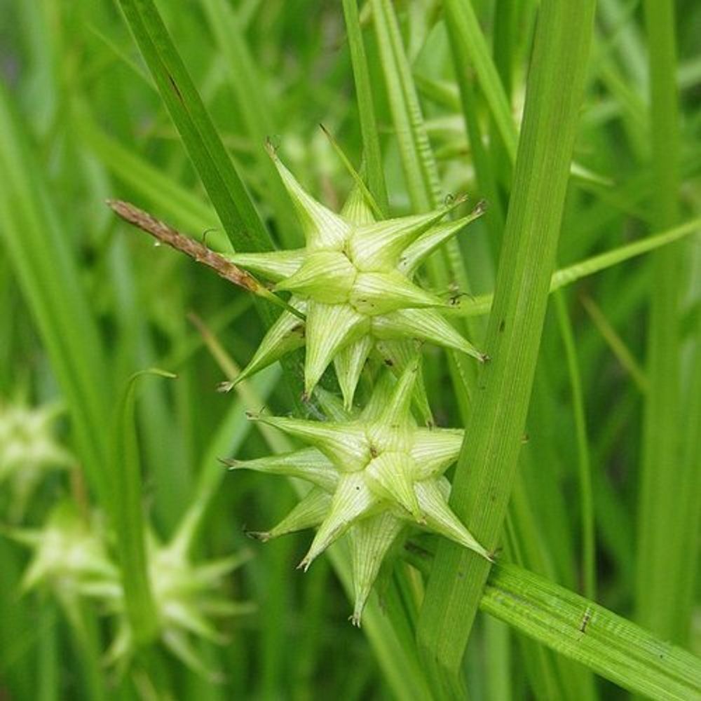 Осока Грея. Carex grayi.