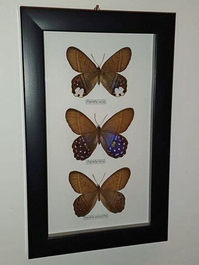 Сатириды в рамке