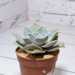 Echeveria Lilacina (Эхеверия)