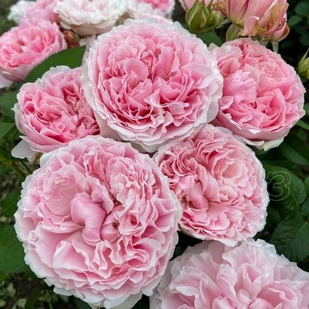 Миранда (Miranda)