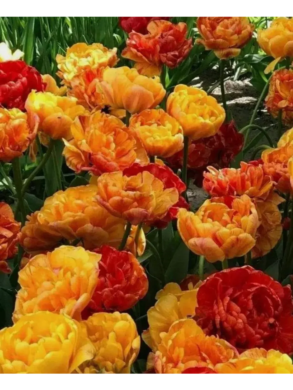 Тюльпаны Sunlover 4 шт, набор луковиц