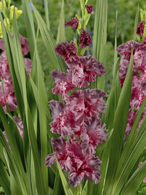 Гладиолус Ростов