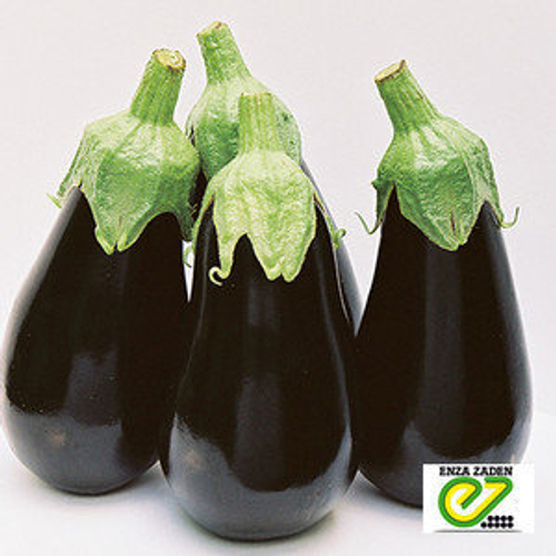 Баклажан Блэк перл F1
