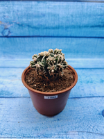 Astrophytum Myriostigma "Hakujo Fukuryu" (Астрофитум)