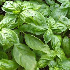 ЛЕМОНА семена базилика (Enza Zaden | Alexagro)