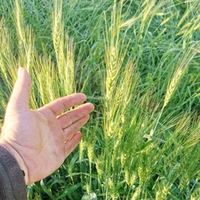 Пшеница Жуковского - Triticum Zhukovskyi