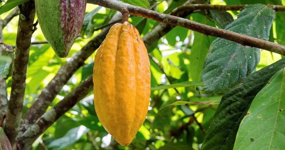 Эквадор Арриба Насьональ