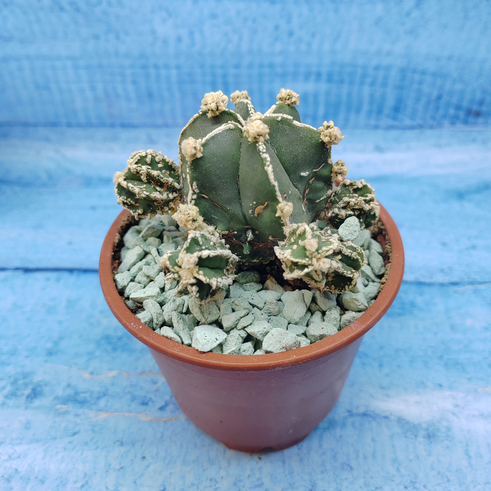 Astrophytum Myriostigma "Hakujo Fukuryu"  (Астрофитум)