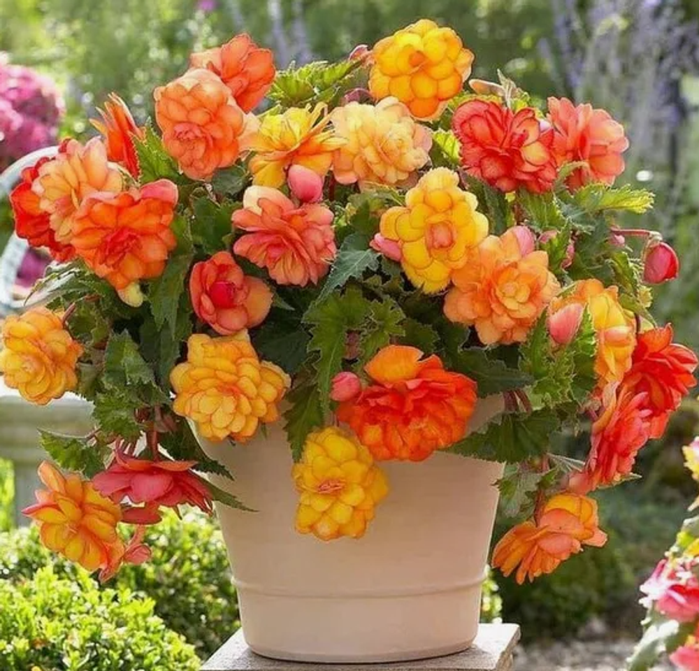 Бегония клубень ампельная Голден Балкони март-апрель 26