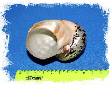 Турбо Сарматикус, 6-7см, 1шт