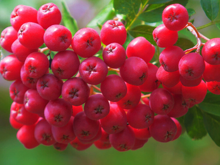 Саженец Рябины садовой «Бусинка» (Привитое дерево, Десертный вкус)