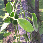 Хойя LAUTERBACHII