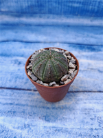 Euphorbia Obesa (Эуфорбия)