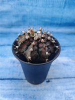 Gymnocalycium T-Rex Pink hybrid (Гимнокалициум T-rex)