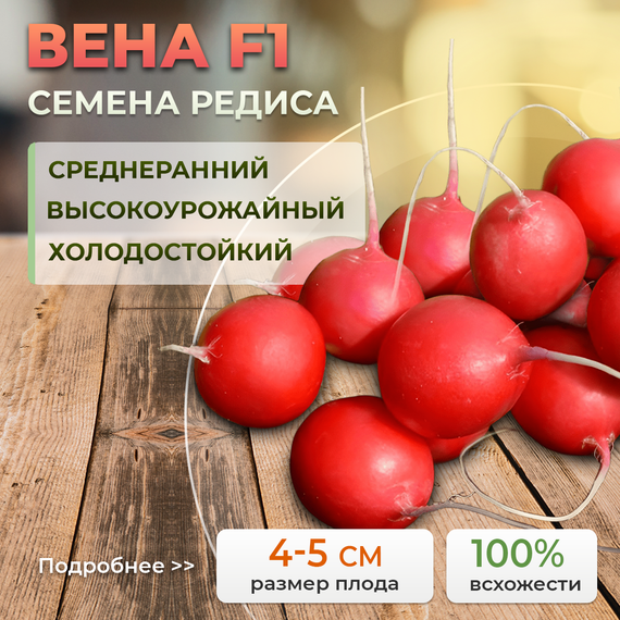 ВЕНА семена редиса Enza Zaden отзывы – фото 2