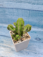 Euphorbia Fruticosa (Эуфорбия)