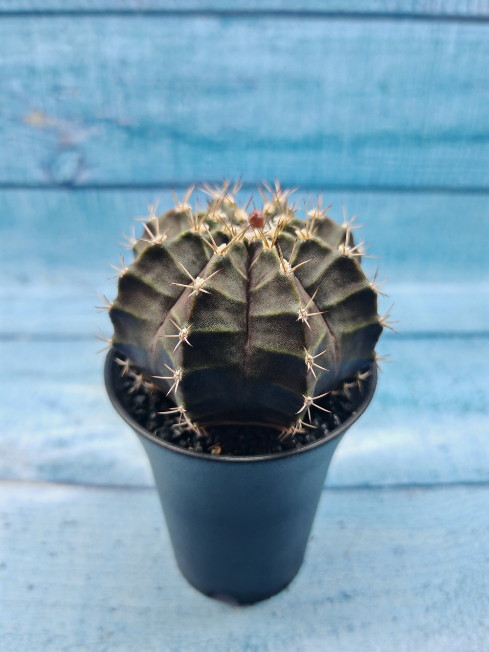 Gymnocalycium Mihanovichii black (Гимнокалициум)