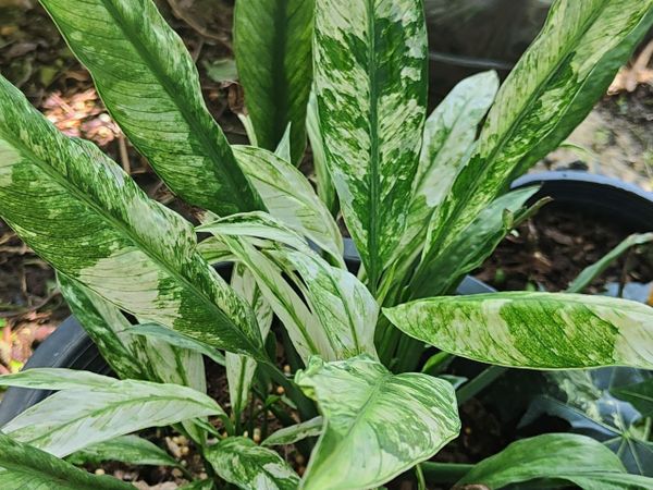 Спатифиллум тайская Сенсация вариегатная