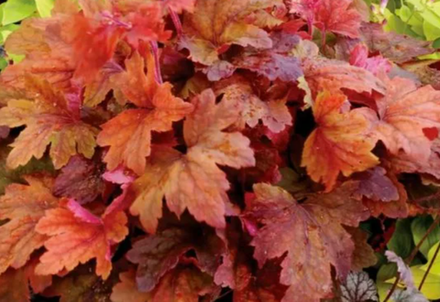 Гейхера Пич Тиа рассада ОКС меристема