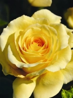 Роза плетистая Зоммергольд