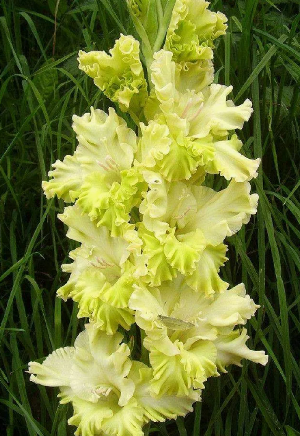 Гладиолус крупноцветковый Кемерово луковица март 2026