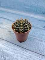 Gymnocalycium Friedrichii (Гимнокалициум)