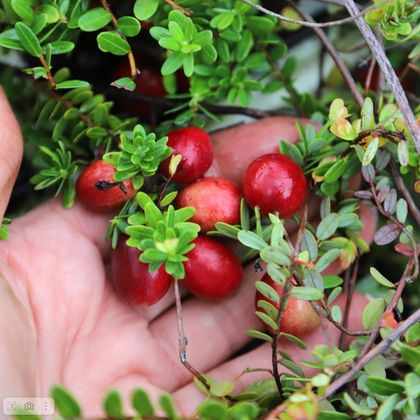 Клюква садовая Бен Лир