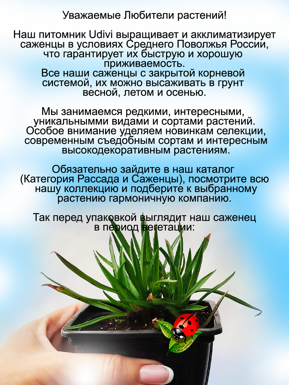Армерия ложноармерия Балерина Пурпурная роза многолетник