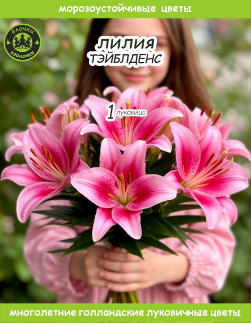 Лилия Луковица, Тэйблденс, 1шт