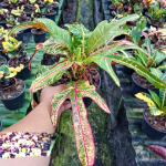 Кротон TRI NAMTOK