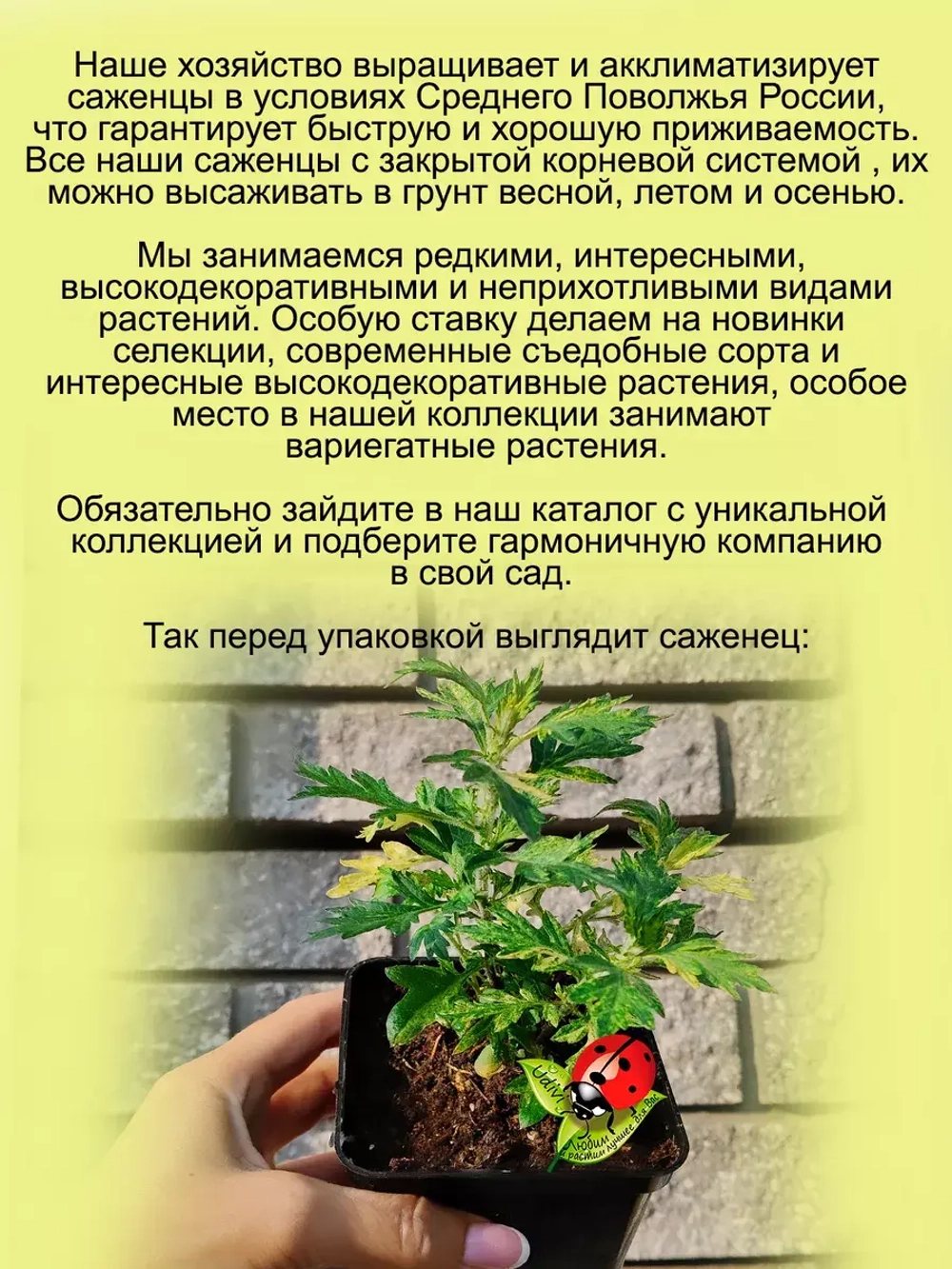 Полынь Жанлим вариегатная пёстролистная