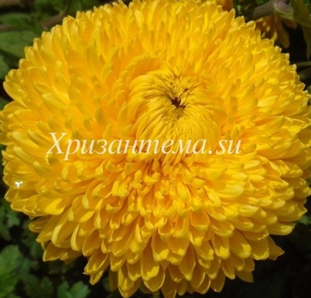 Хризантема одноголовая Creamish gold ☘ о.64 (нет в наличии)